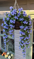 Nasturtium trailing Lilac Hanging basket