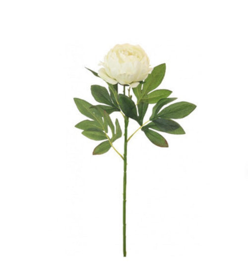 Cream Millicent Peony Stem